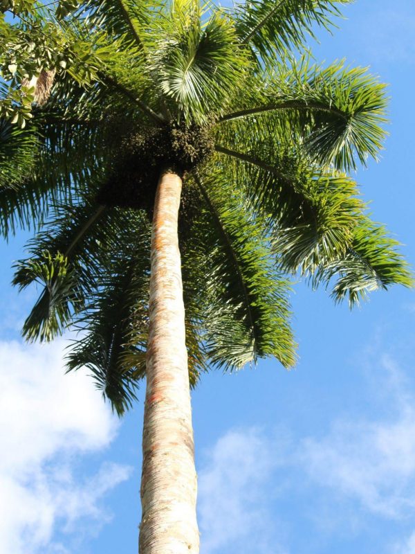 Palm Tree, Castleton Gardens, Jamaica