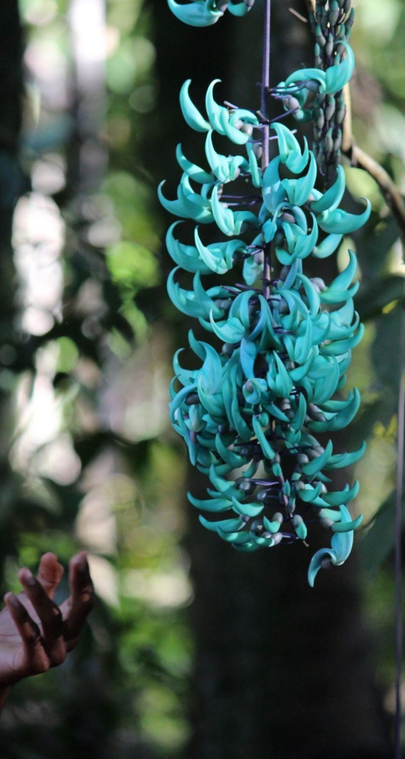The Jade Vine Flower at Castleton Gardens, Jamaica