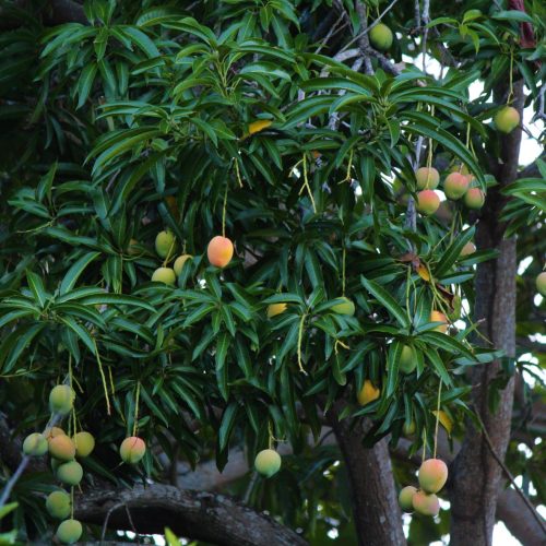 A Mango Tree at Strawberry Fields, St. Mary, Jamaica