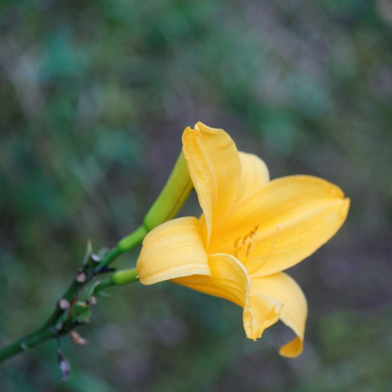 Yellow Flower at Castleton Gardens, Jamaica